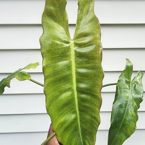Philodendron sp. &#39;Paraiso Verde&#39; (non-exact)