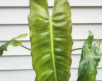 親株 斑入り アンスリウム テロダクティル 親株 斑入り アンスリウム テロダクティル 親株 斑入り アンスリウム