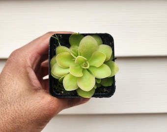 Pinguicula hybrid (non-exact)