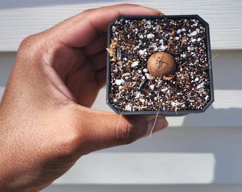 Dioscorea elephantipes Seedling (non-exact)