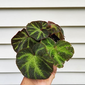 Begonia soli-mutata: &#39;Sonnenbegonie&#39; (nicht exakt)