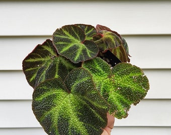 Begonia soli-mutata: 'Sun Changing Begonia' (non-exact)
