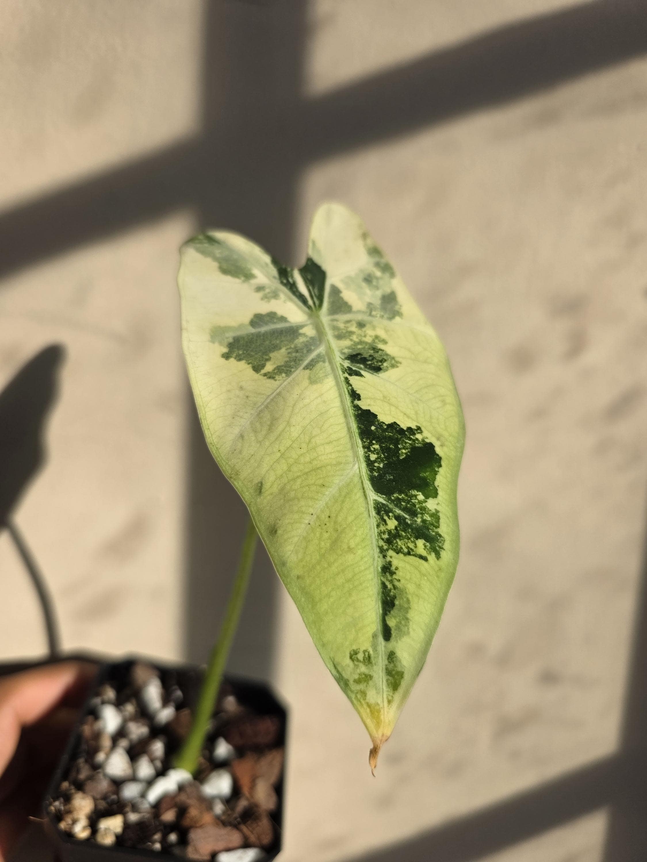 Alocasia variegated frydek - Etsy 日本