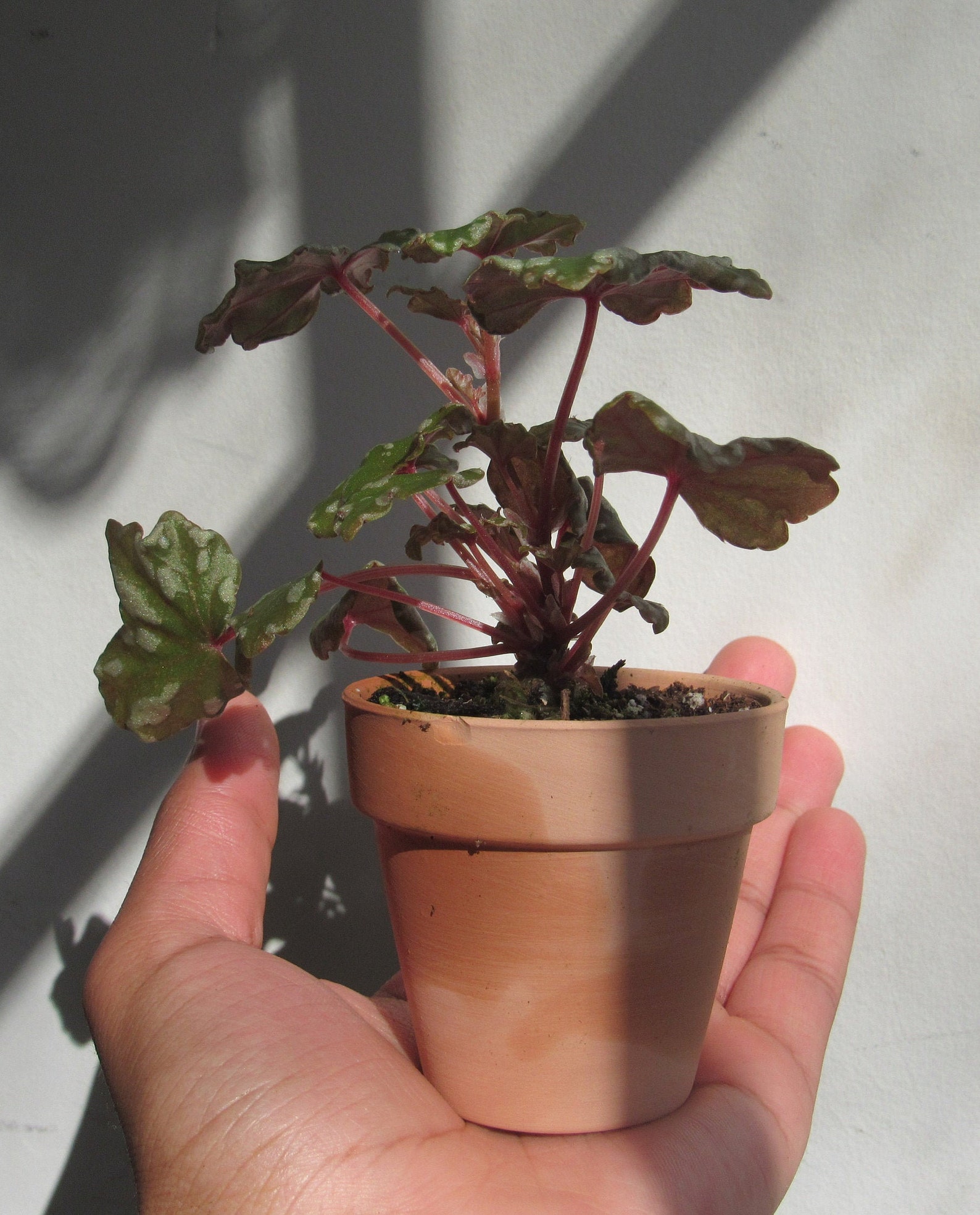 Begonia Dregei 'Glasgow' Etsy