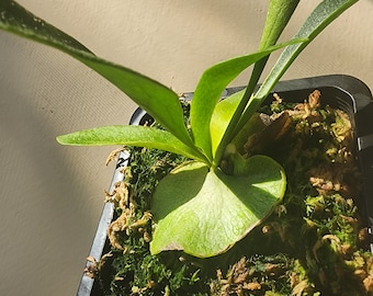 Staghorn Fern, Platycerium bifurcatum - Potted Plant