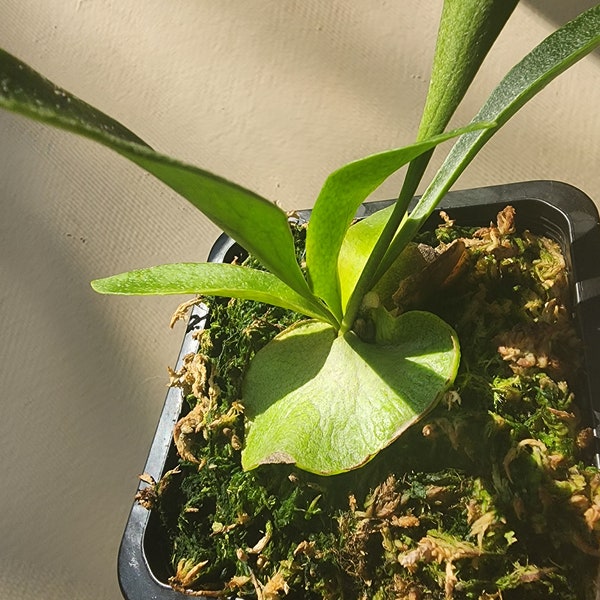 Staghorn Fern, Platycerium bifurcatum - Potted Plant