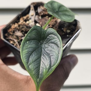Alocasia sp. &#39;Dragon Scale&#39; (non-exact)