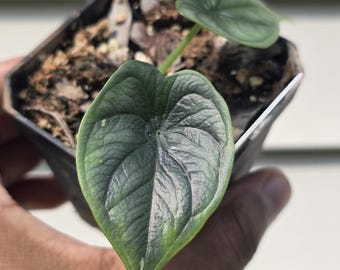 Alocasia sp. 'Dragon Scale' (non-exact)