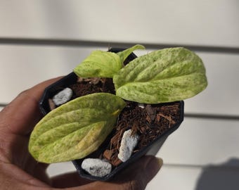 Rhaphidophora korthalsii variegata (non-exact)