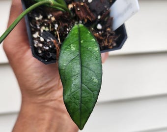 Hoya crassipetiolata 'Splash' (non-exact)
