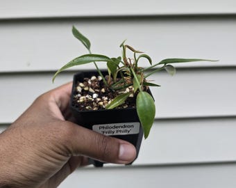 philodendron xanadu gelbe bltter Philodendron xanadu aurea