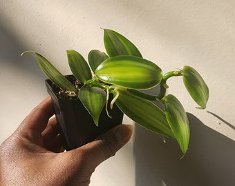 Vanilla Planifolia Variegata