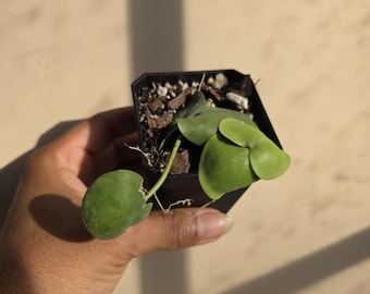 Dischidia platyphylla (non-exact)