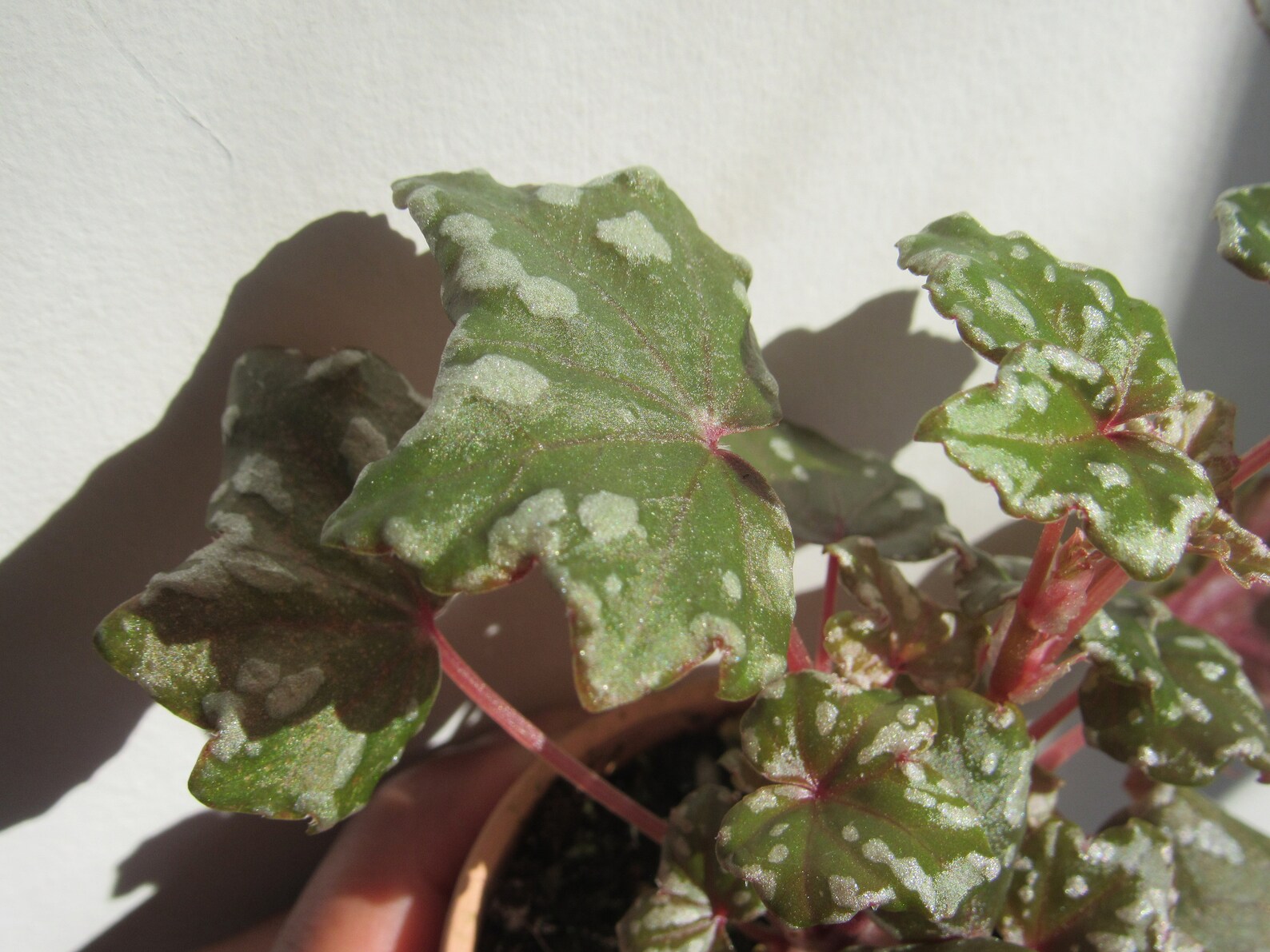 Begonia Dregei 'glasgow' Etsy