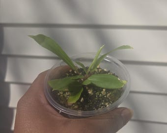 Begonia lanceolata - Rare, Epiphytic Begonia Species (non-exact)