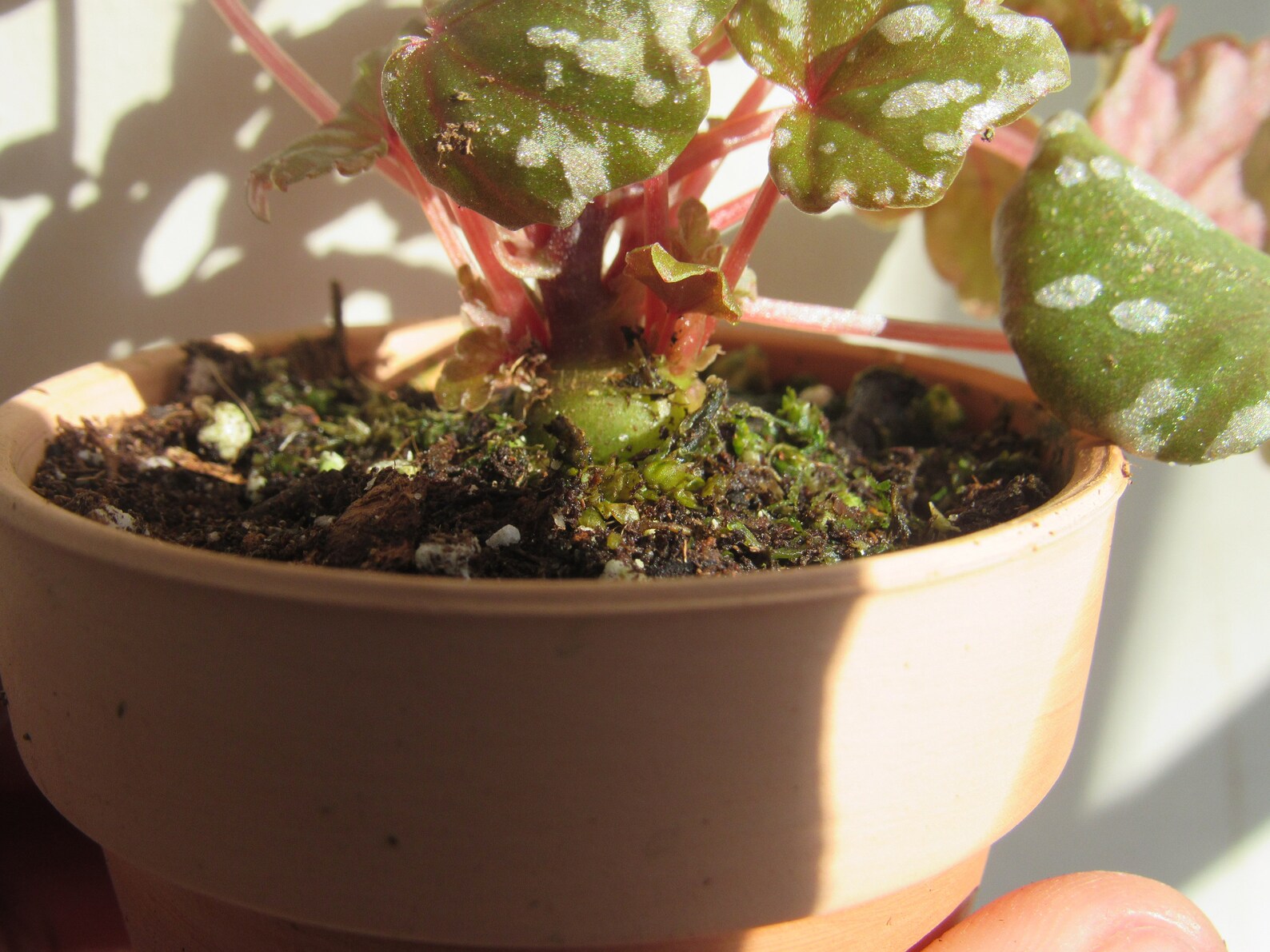 Begonia Dregei 'Glasgow' Etsy