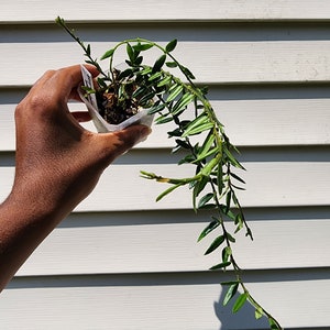 Hoya chinghungensis - Etsy 日本