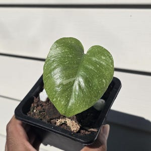 Può includere: Una piccola foglia verde a forma di cuore con macchie bianche in un vaso quadrato nero. La pianta è tenuta in mano, con uno sfondo di legno bianco. La foglia, con il suo motivo unico, è al centro dell'immagine.