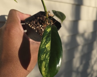 Philodendron 'Florida Beauty' (niet exact)