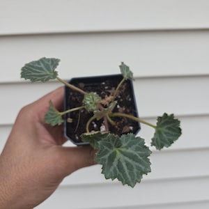 May include: A small potted plant with green, textured leaves and a dark pot. The leaves have a unique, veined pattern and a slightly ruffled edge. The plant is held in a hand against a white background.