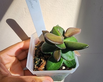 Hoya Sp. Aff. burtoniae (non-exact)