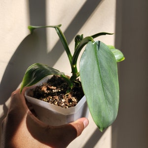 Philodendron hastatum &#39;Silver Sword&#39; (non-exact)