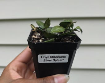 Hoya krohniana 'Splash' (icke exakt)