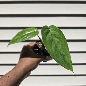 May include: A small potted plant featuring two elongated, heart-shaped leaves with a distinct mottled pattern of light and dark green shades. The foliage has a smooth, slightly glossy texture and pointed tips, growing from a dark nursery container.