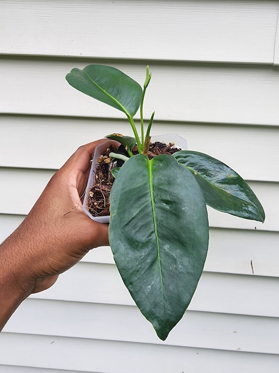 vigoro aglaonema siam Aglaonema Red Siam For Sale Including Care Guide