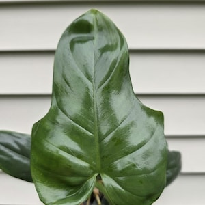 Philodendron bipennifolium (non-exact)