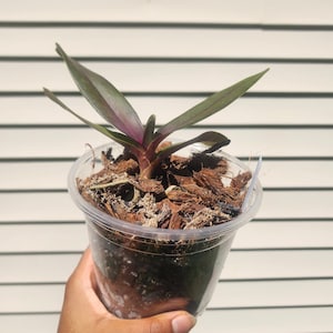 Orchid Assortment - Identified Orchid Hybrids & Species - Tropical Plants - Tropical Orchids - Live Plants