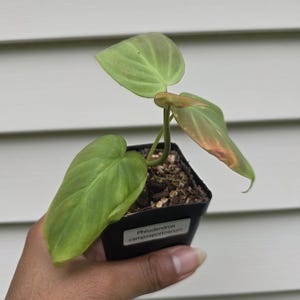 Philodendron camposportoanum (nicht exakt)