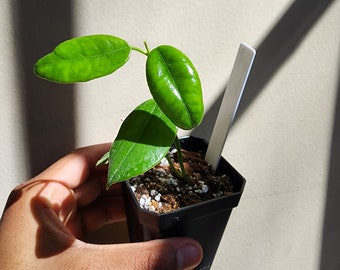 Hoya susseula (non-exact)