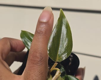 Philodendron NoID sp. 'Mini (non-exact)