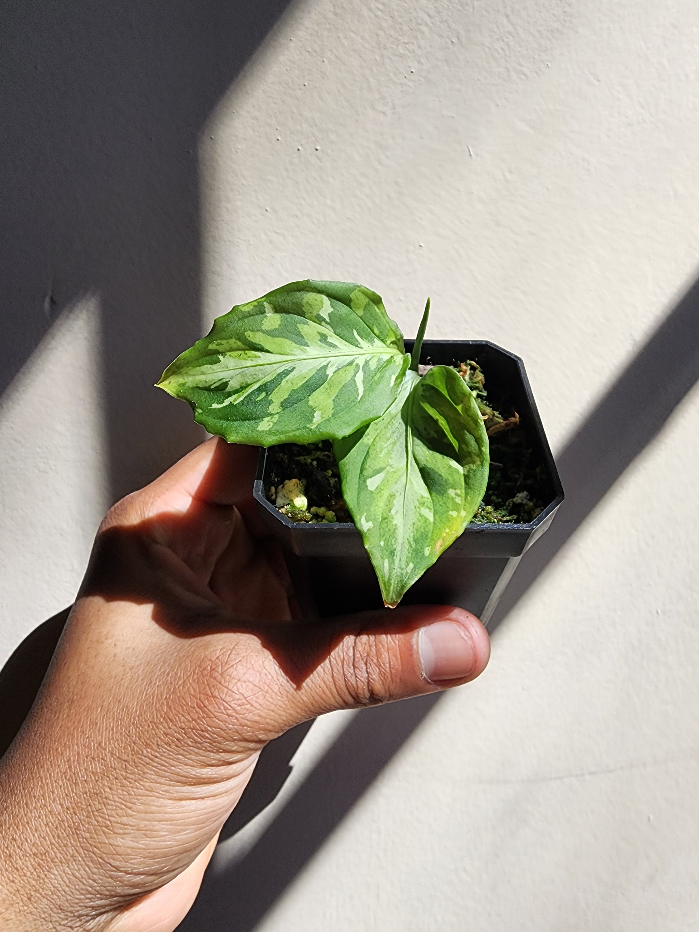 Aglaonema Pictum 'tricolor' (non-exact) - Etsy
