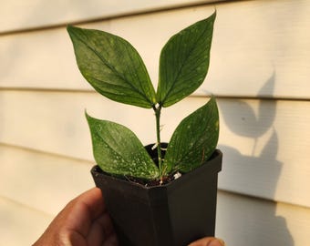 Hoya Polyneura (non-exact)