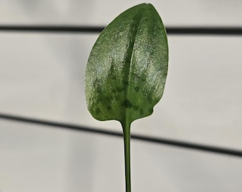 Drimiopsis maculata (non esatto)
