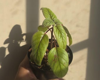 Sinningia helleri - Rare Gesneriad, Tuber-Forming Plant