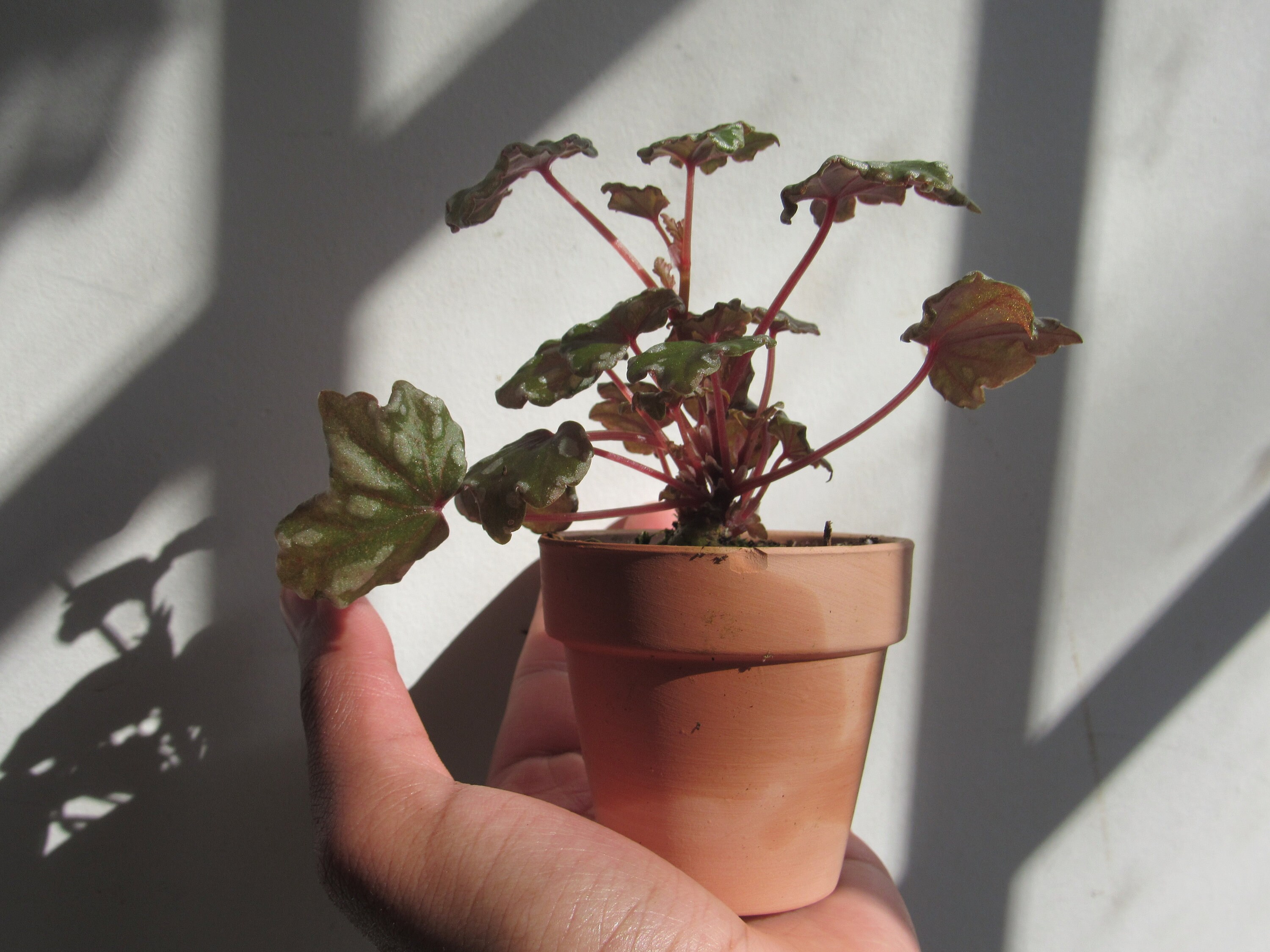 Begonia Dregei 'glasgow' Etsy