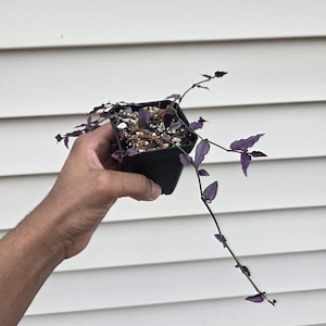 May include: A small, square black pot holds a Wandering Jew plant. The plant has trailing stems with small, purple leaves. The pot contains soil and small white pebbles. The background is a white, horizontal-slatted wall.