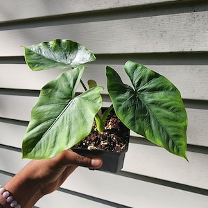 Alocasia Puber &#39;Green Goddess&#39; (nicht exakt)