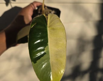 Variegated Philodendron Burle Marx