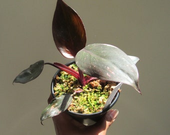 Philodendron erubescens 'Pink Princess' (non-exact)
