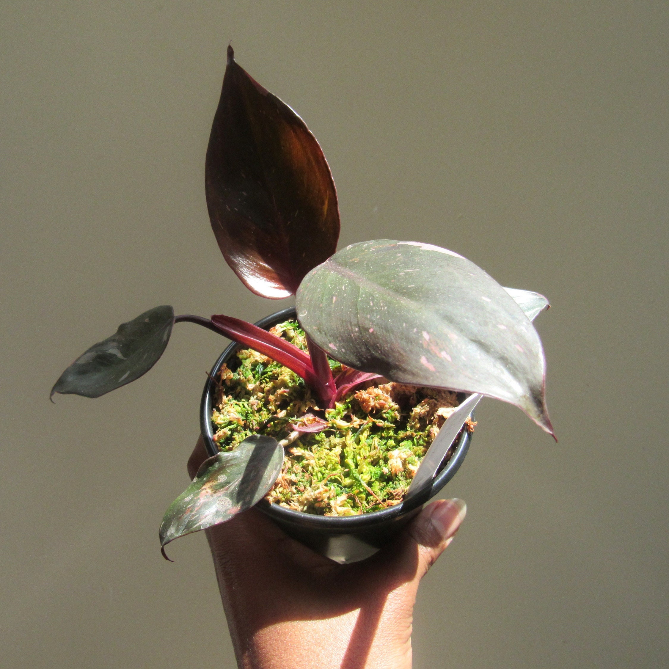 Philodendron erubescens - Etsy 日本