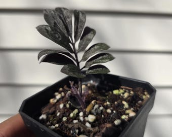 Solanum uleanum (non-exact)