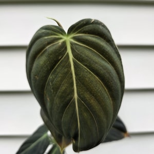 Philodendron melanochrysum (non-exact)