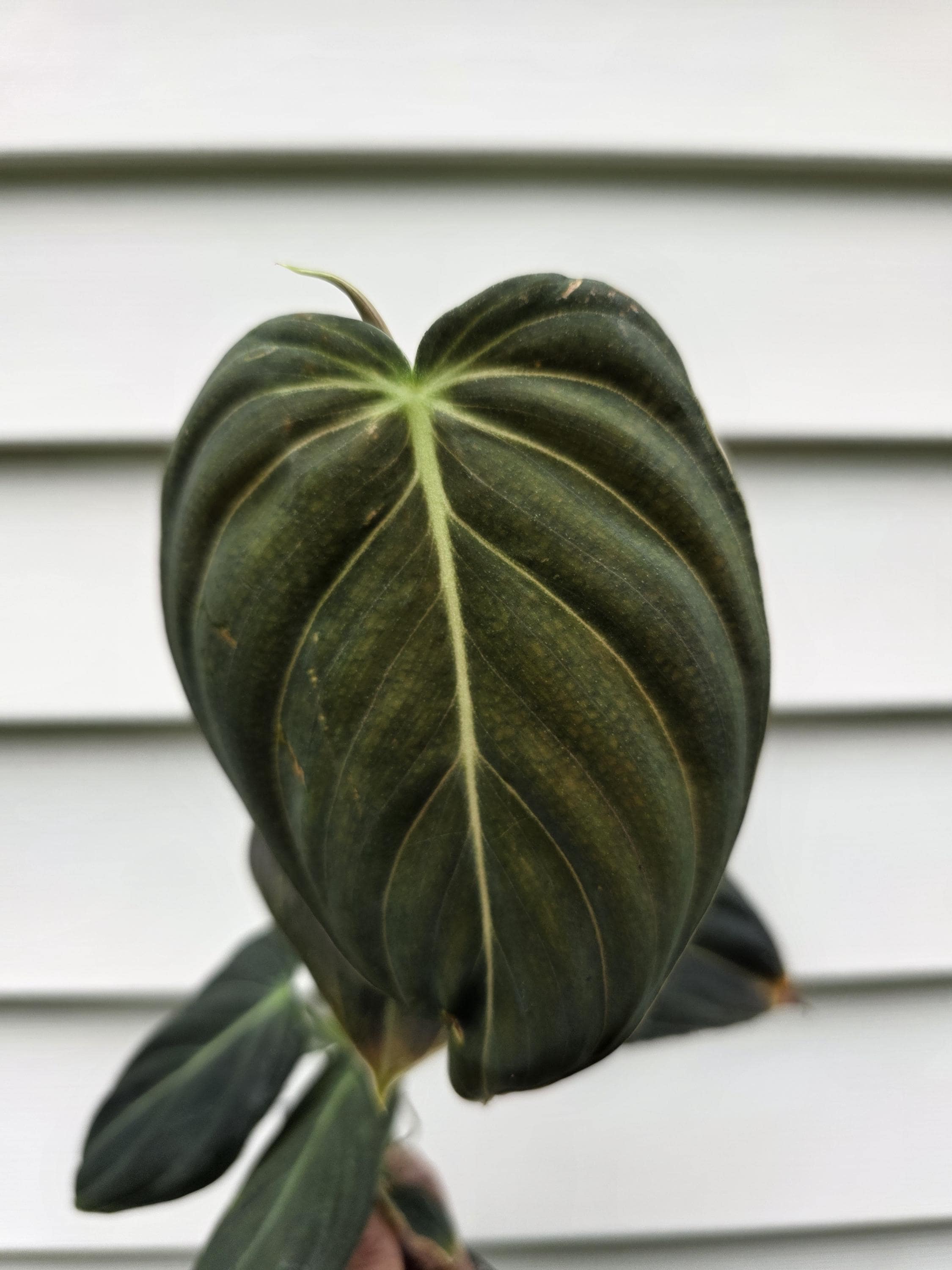 Climbing philodendron - Etsy.de