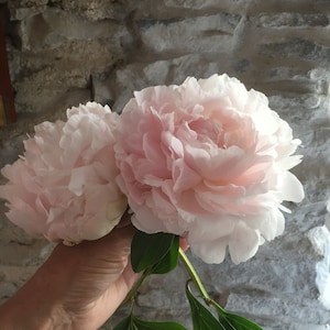 Organic Enfleurage of Peony, Lightly Fragrant Moisturizer for Skin and Hair Pomade Solid Exquisite Floral Butter, New 2025 Batch