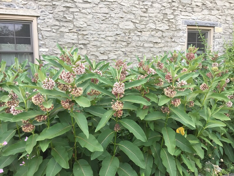 Native Milkweed Natural Habitat for Monarch Butterfly Milkweed Etsy