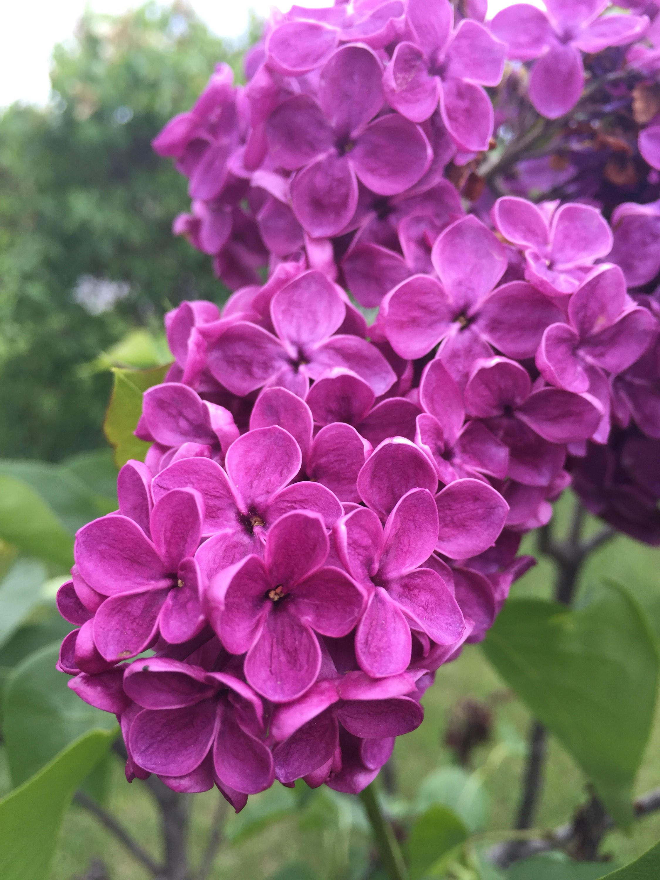 Lilac Enfleurage Essence Lilac Essential Oil Absolute Lilac Etsy